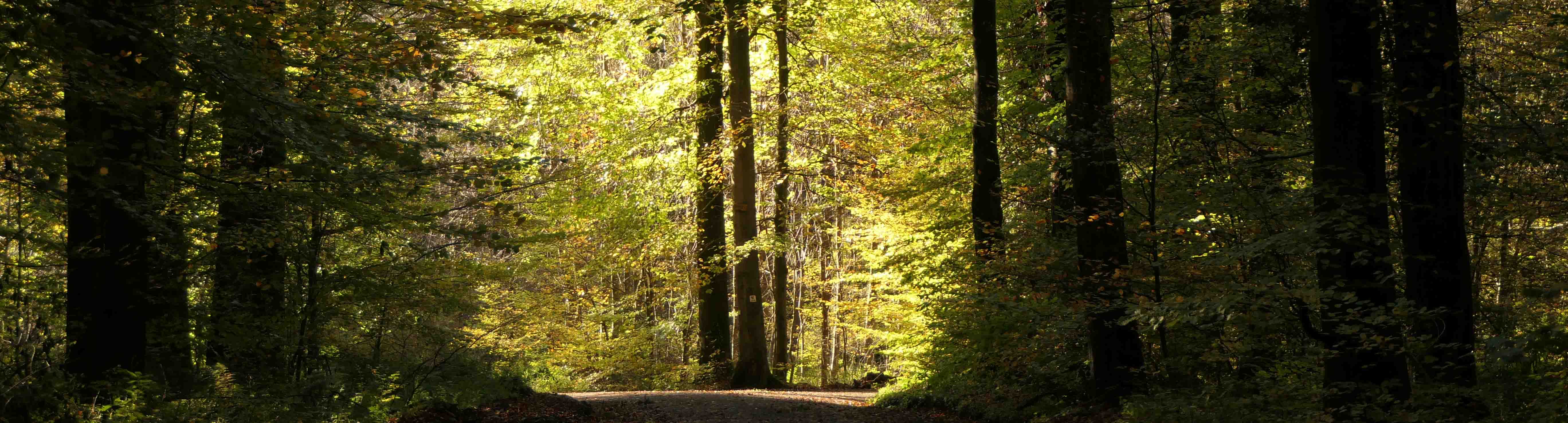 Weggabelung im Wald_klein Weggabelung im Wald_klein