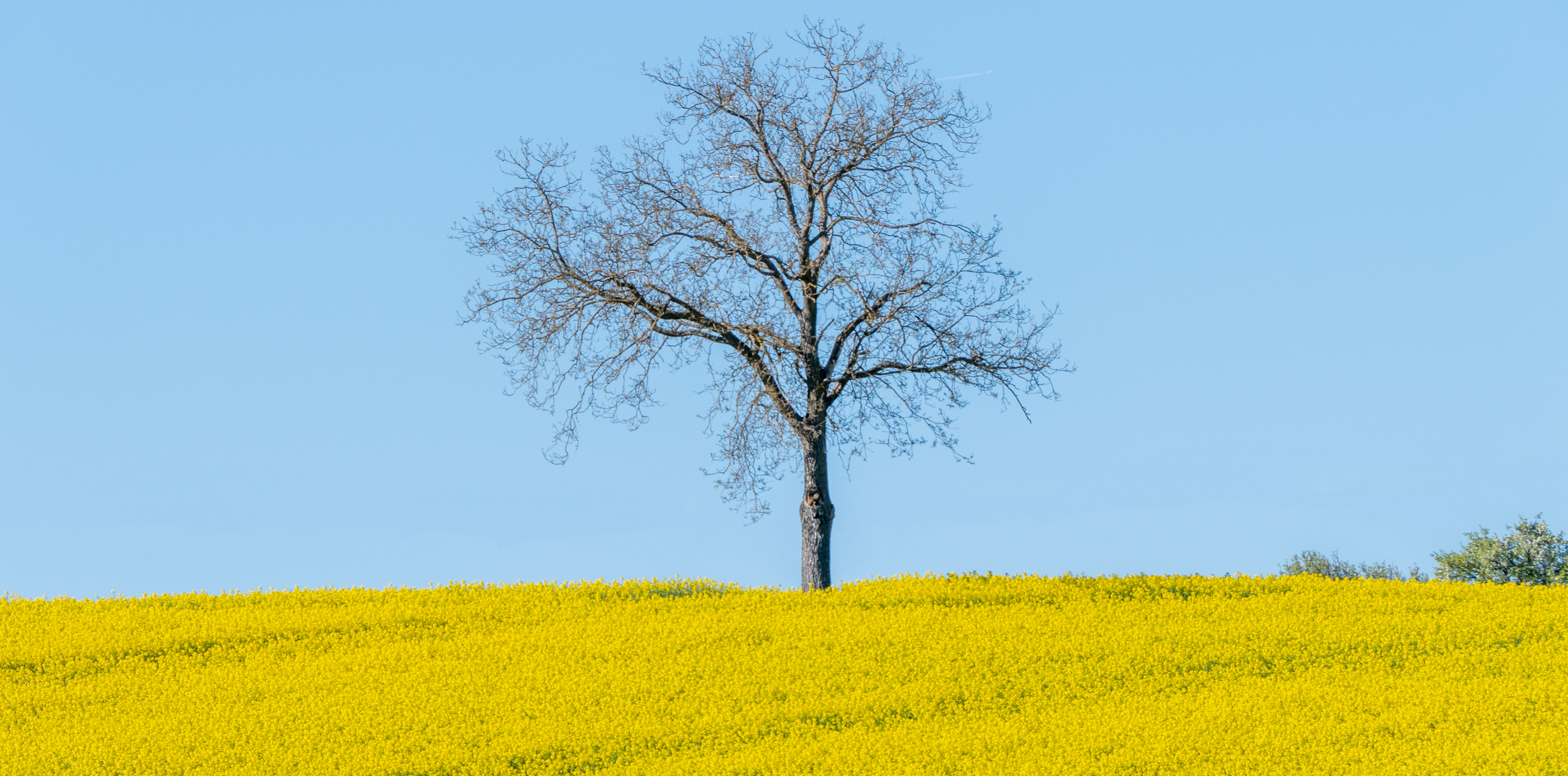 Blau Gelb Ostern 2022