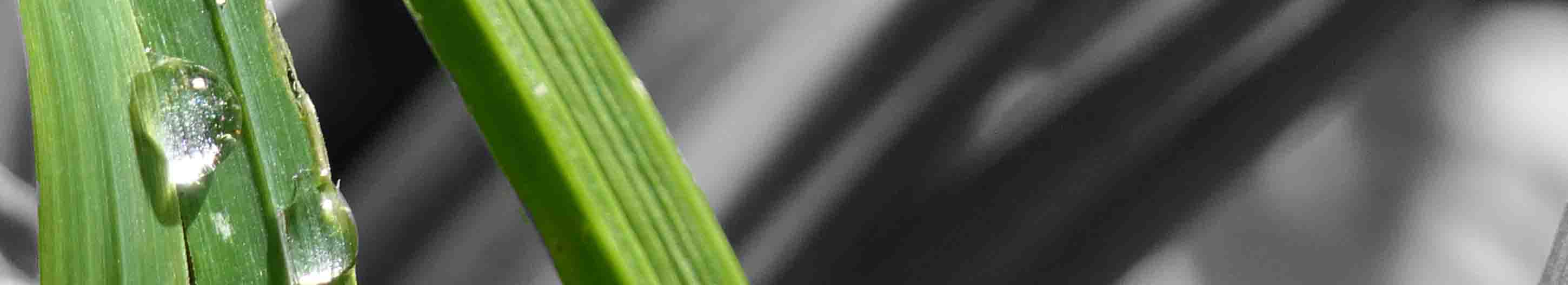 Dobler_Lambert neue Aspekte